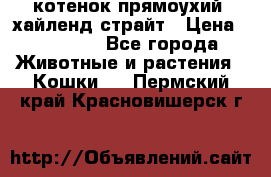 котенок прямоухий  хайленд страйт › Цена ­ 10 000 - Все города Животные и растения » Кошки   . Пермский край,Красновишерск г.